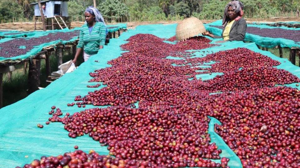 エチオピア産「BUKU ALAKA（ブク・アラカ） 」の提供を開始いたします🇪🇹