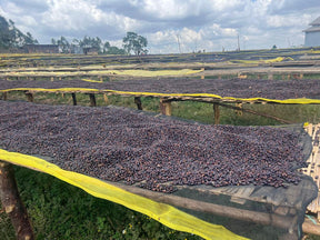 BUKU ALAKA